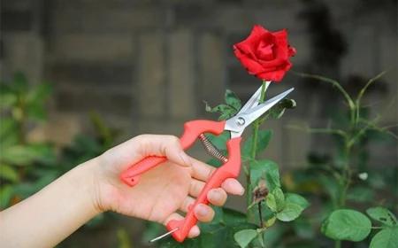 wann rosen schneiden richtiger zeitpunkt rosenschnitt rosenpflege tipps