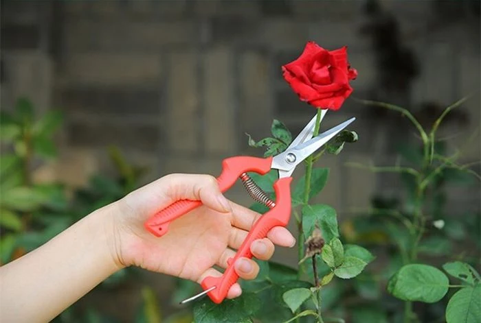 wann rosen schneiden richtiger zeitpunkt rosenschnitt rosenpflege tipps