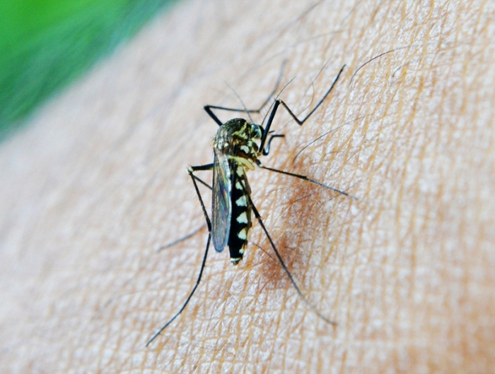 was hilft gegen mückenstiche tipps mittel