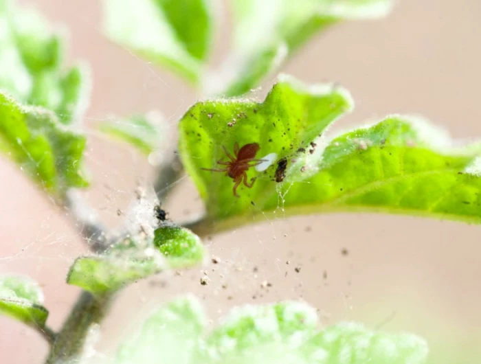 1 grüne pflanze mi kleinen spinnen essig gegen spinnmilben diy spray