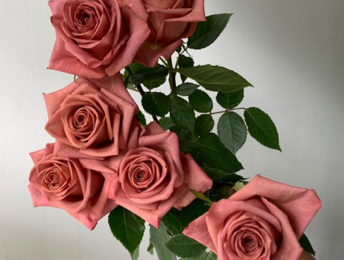 3 rosen pink lavandula mir anderen pflanzen kombinieren