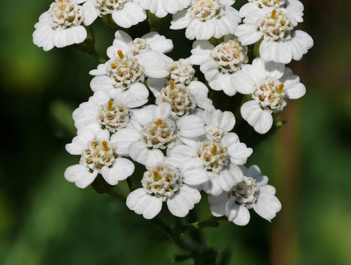 yarrow (achillea millefolium)