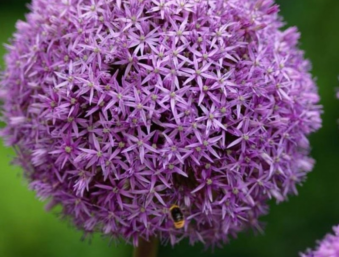 6 lauch lila blume lavendel im garten passende pflanzen