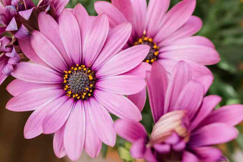 7 kapkörbchen schöne pinke blume begleitpflanzen zu lavendel infos