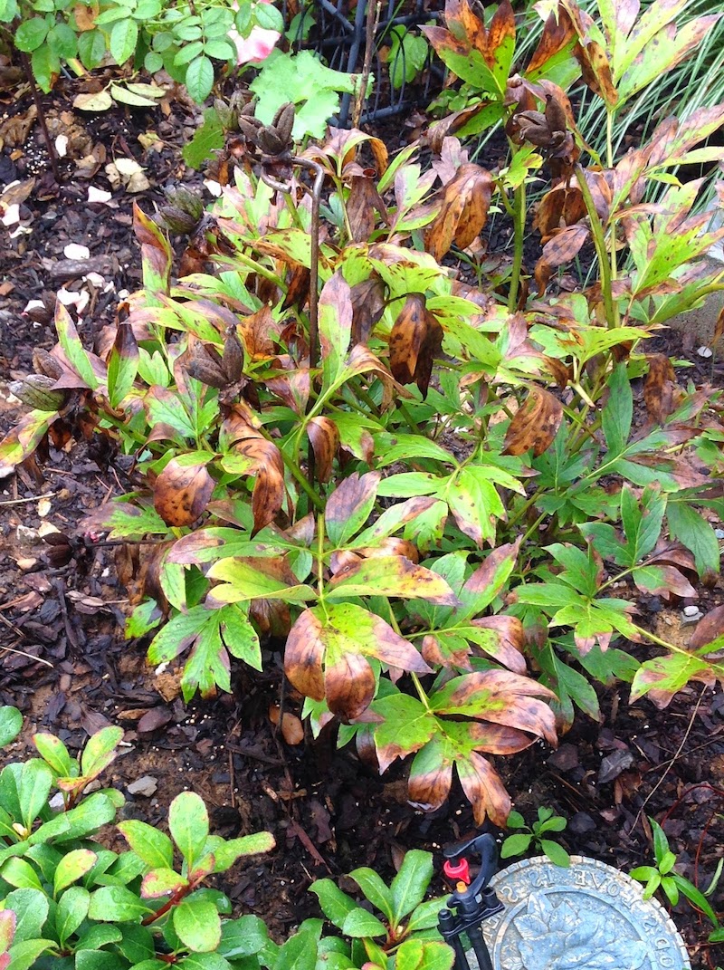 pfingstrosen krankheiten im garten braune blätter