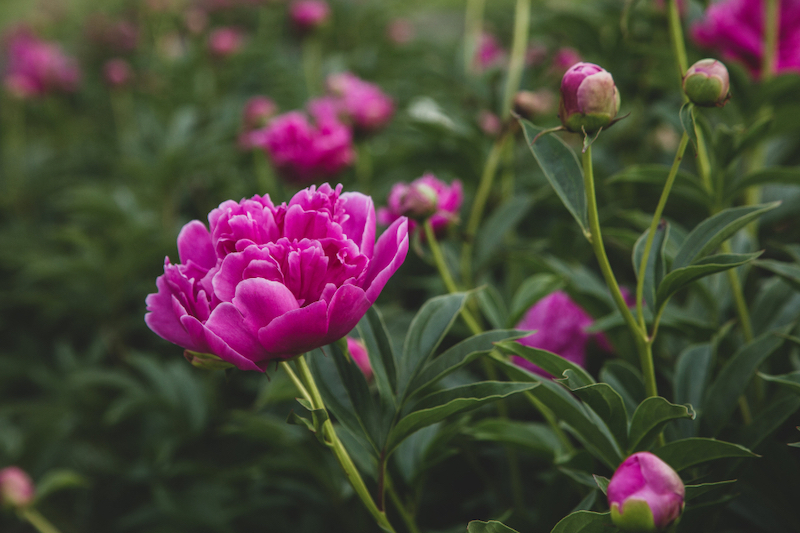 pink pfingstrosen im garten ganzjährig grüne blätter und knospen