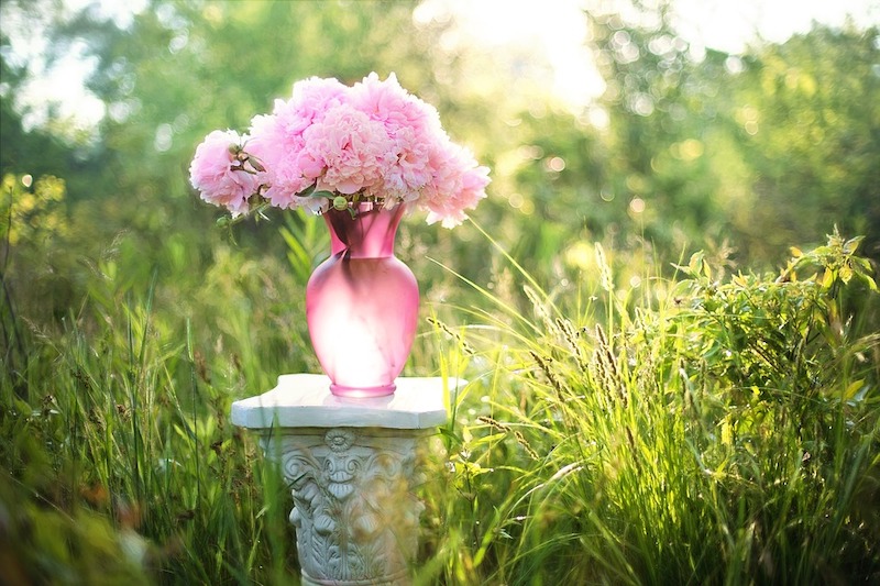 rosa pfingstrosen in rosa vase im sonnigen garten auf grünen hintergrund