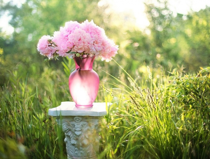 rosa pfingstrosen in rosa vase im sonnigen garten auf grünen hintergrund