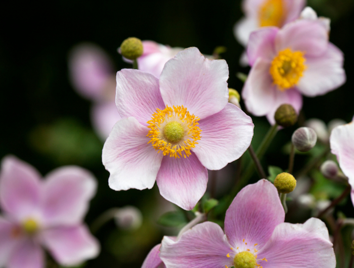 close up of pink japanese anemone flowers (anemone hupehensis).