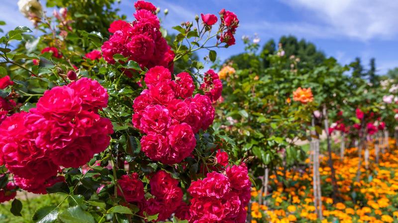 bananenschalen als düngen für rosenstreichen heckenrosen schneiden im herbst wann schneidet man rosen im herbst