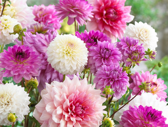 blumen im september aussäen gemischte welche pflanzen im september aussäen chrysanthemen rosa pink weiß