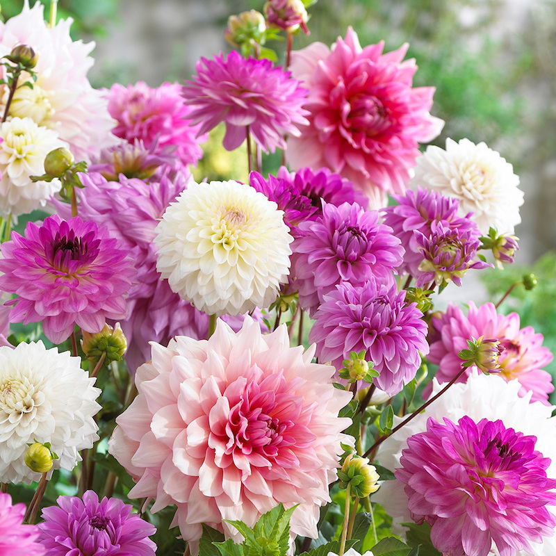 blumen im september aussäen gemischte welche pflanzen im september aussäen chrysanthemen rosa pink weiß