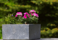 Blumenkübel richtig bepflanzen: Das Wichtigste auf einen Blick