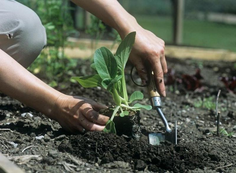 feldsalat im september aussäen pflanzen aussäen pak choi salat im boden pflanzen