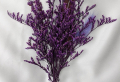 Welche sind die besten Begleitpflanzen zu Lavendel?
