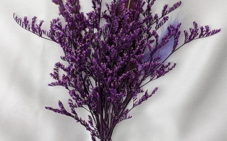 foto von lavandula welche pflanzen zu lavendel