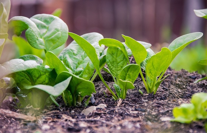 gemüse im september aussäen spinat pflanzen frische keimen im topf