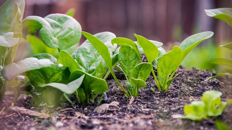 gemüse im september aussäen spinat pflanzen frische keimen im topf