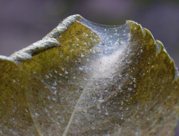 gewebe an pflanzen essig gegen spinnmilben diy spray