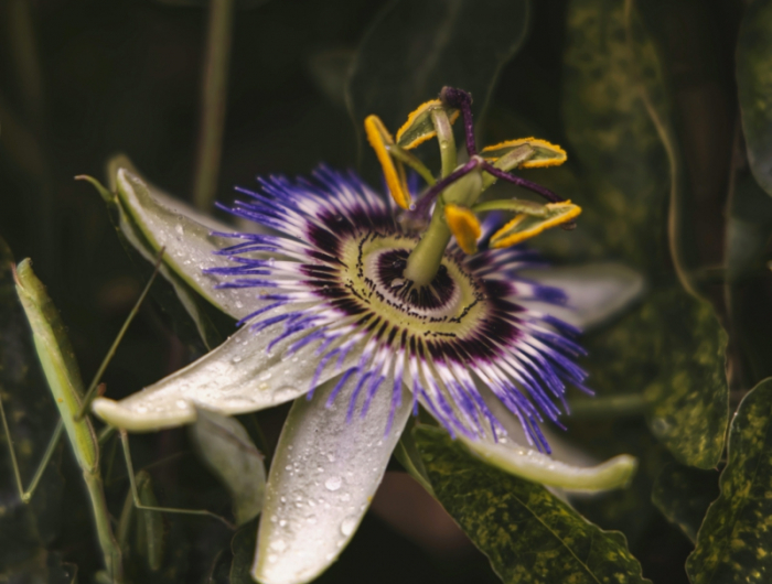grpne blätter natürliche schlafmittel eine violette passionsblume