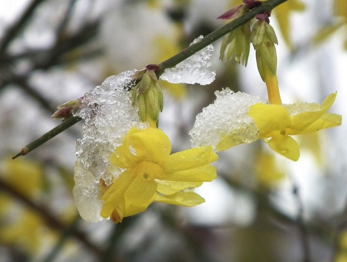 immergrüne blühende kletterpflanzen winterhart gelber jasmin mit frost