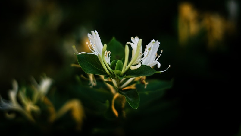 immergrüne kletterpflanzen winterhart mehrjährig schnellwachsend lonicera japonica in weiß
