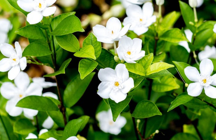jasmin arten ist toskanischer jasmin winterhart jasmin kletterpflanze falscher jasmin weiße blüte
