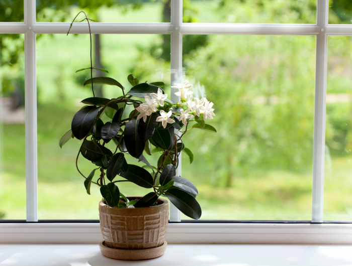 jasmine room plant on windowsill