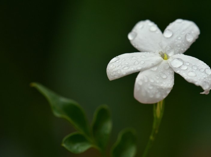jasmin winterhart jasmin blume ist jasmin eine mehrjährige pflanze weiße jasmin blüte