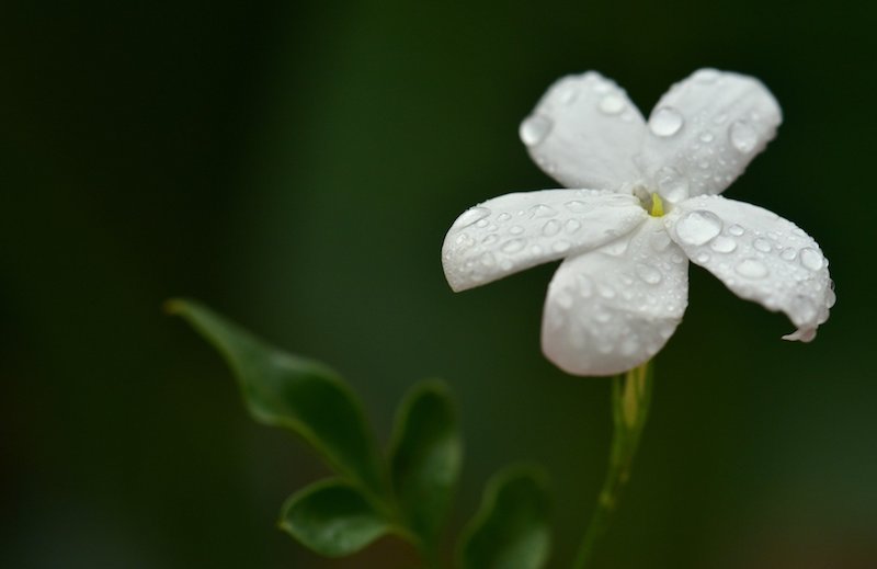 jasmin winterhart jasmin blume ist jasmin eine mehrjährige pflanze weiße jasmin blüte