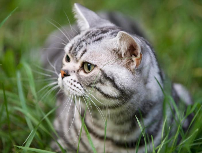 katzen fernhalten was für pflanzen gegen katzen graue katze im gras