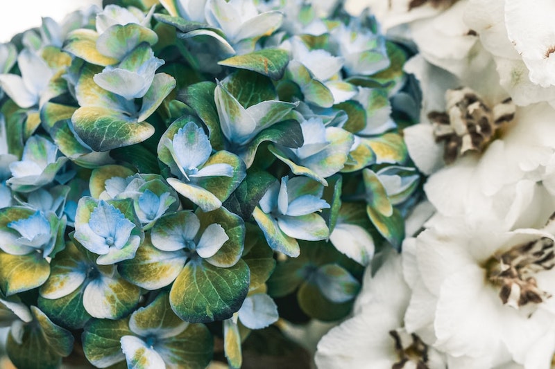 kletterpflanze immergrün winterhart blaue und weiße kletterhortensie