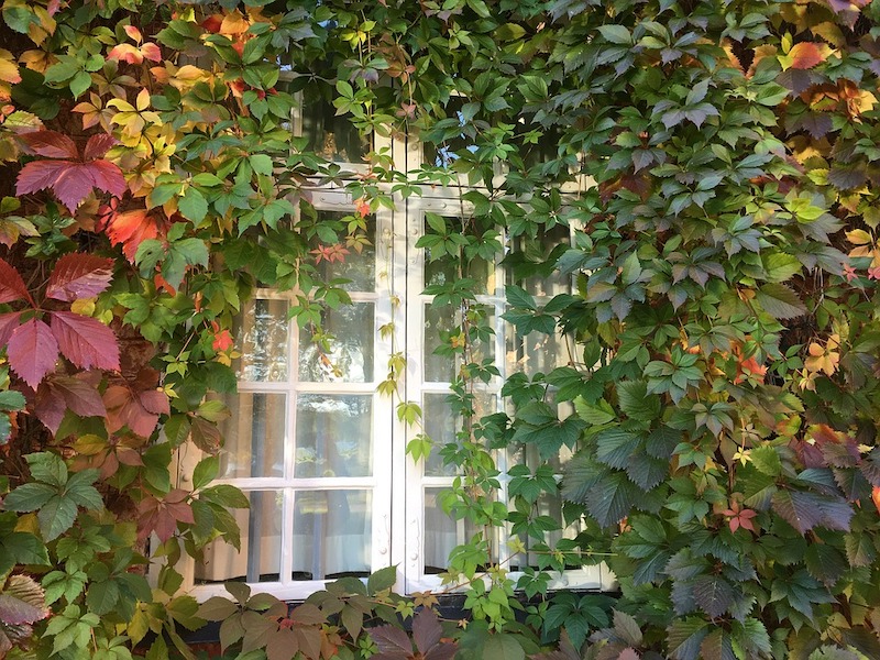 kletterpflanzen winterhart immergrün schnellwachsend balkon wilder wein vor dem fenster