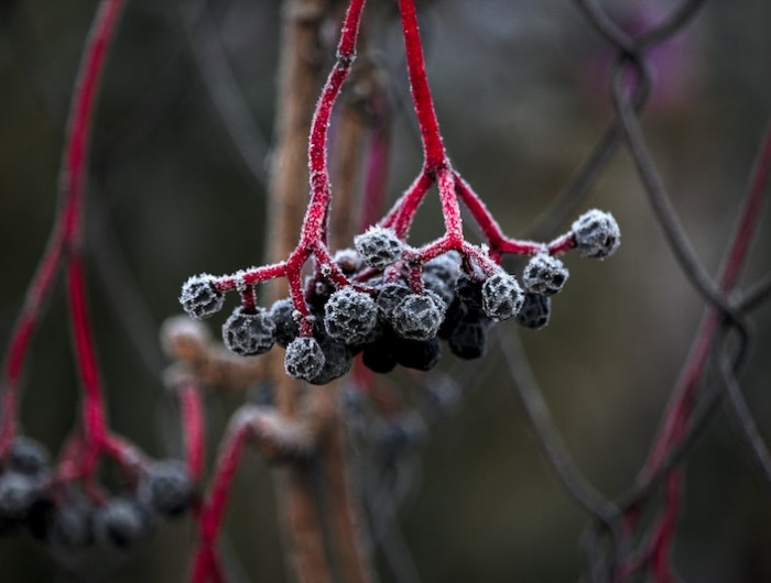 kletterpflanzen winterhart immergrün wilder wein mit dunkelblauen kugeln im winter