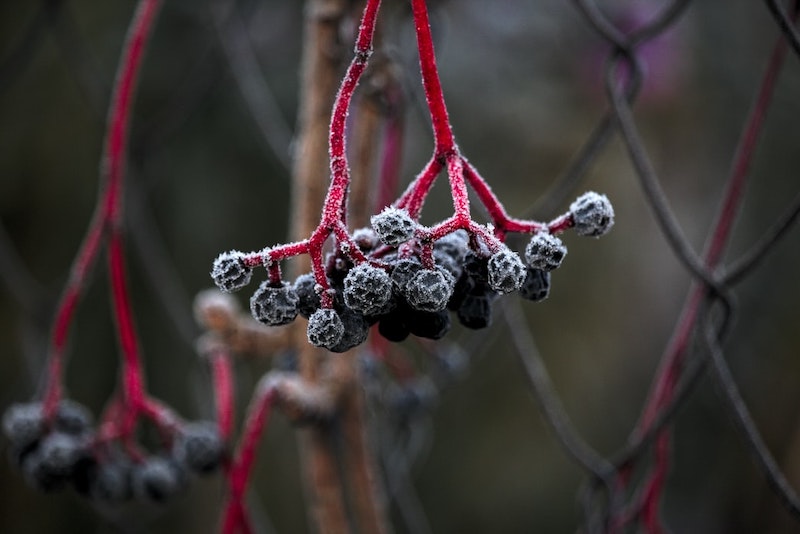 kletterpflanzen winterhart immergrün wilder wein mit dunkelblauen kugeln im winter