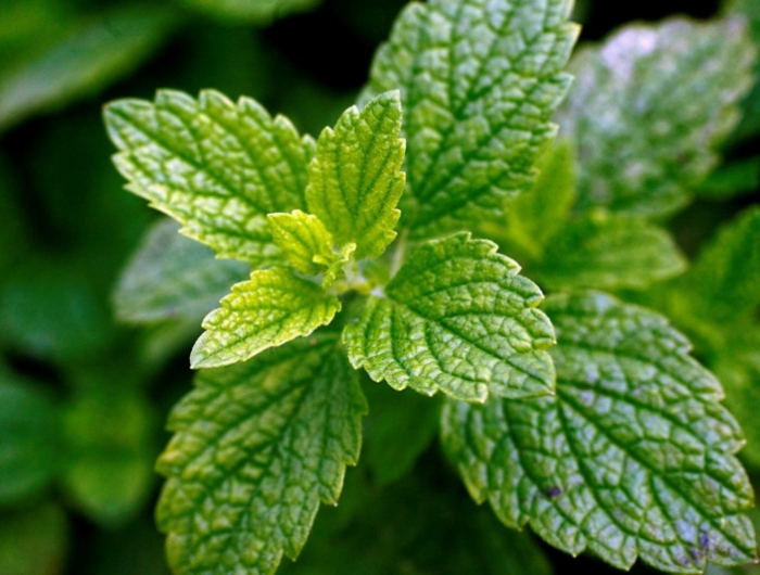 natürliche schlafmittel grüne blätter tee aus melisse