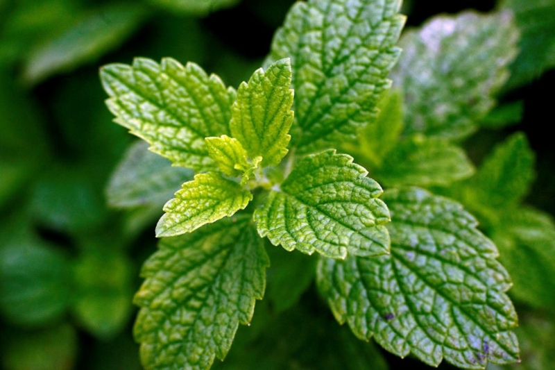 natürliche schlafmittel grüne blätter tee aus melisse