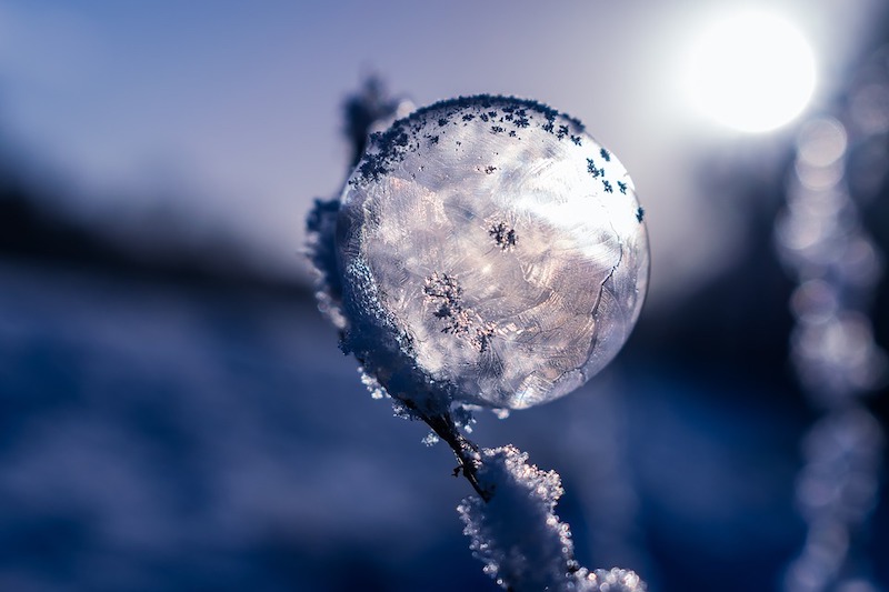 pfingstrosen saison winter wassertropf gefroren und sonnenschein