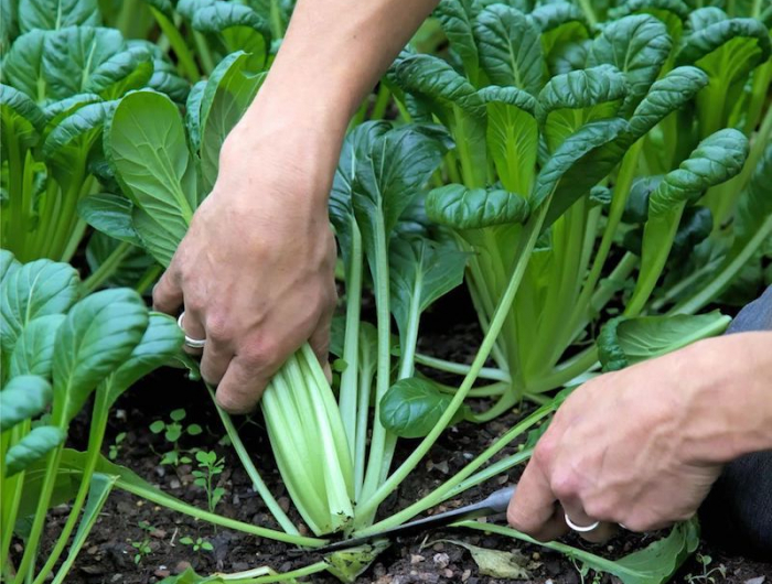 rasen aussäen im september welche gemüse im september aussäen man schneidet frische spinat im garten