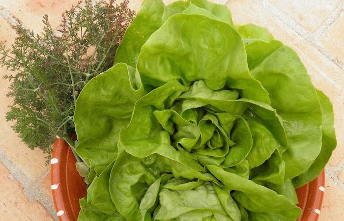 rasen im september aussäen güner salat imseptember aussäen gürner salat im topf
