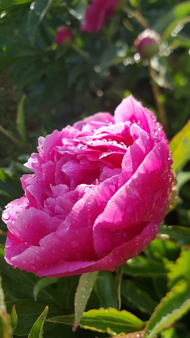 rosa pfingstrose mit grünen blättern im garten sonniger standort