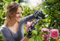 Rosen schneiden im Herbst - was müssen Sie über ihre Pflege wissen?
