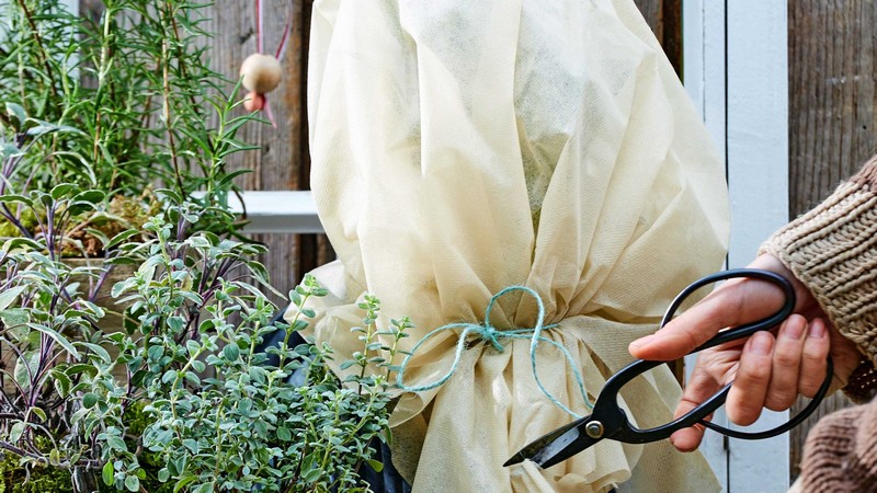 rosen richtig pflegen rosen schneiden im herbst wann muss man rosen schneiden vor dem winter winterschutz für die rosen sichern