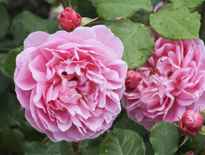rosen schneiden wann alte rosen schneiden buschrosen schneiden blühende teerosen rosa