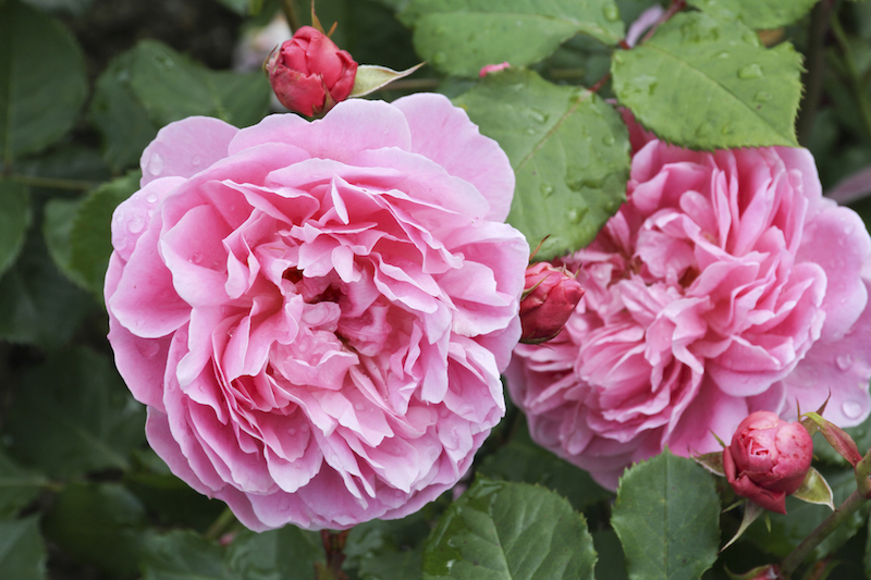 rosen schneiden wann alte rosen schneiden buschrosen schneiden blühende teerosen rosa