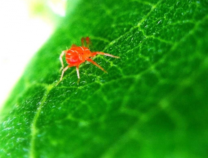 rote spinnmilbe auf eine grüne pflanze neemöl gegen spinnmilben