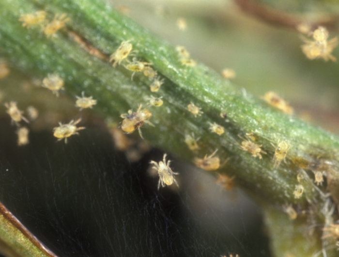 spinnmilben pflanzen bekämpfen hausmittel selber machen