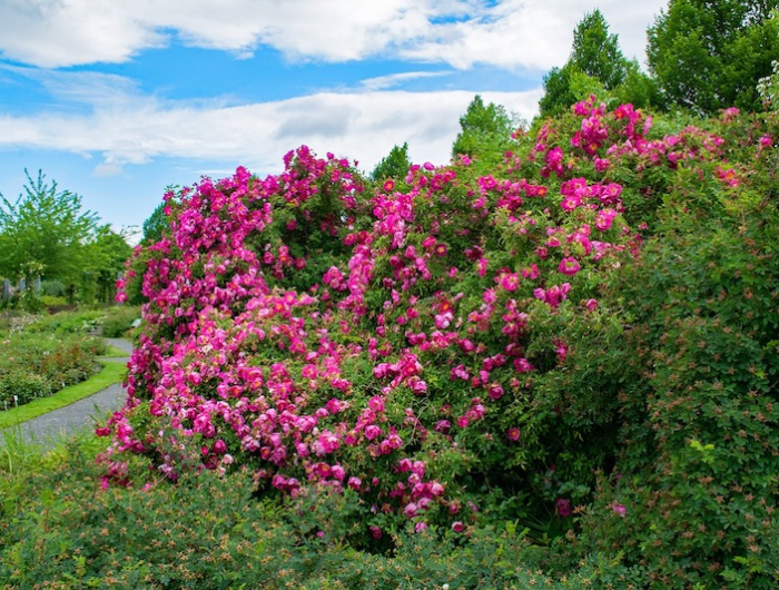 strauchrosen schneiden rosen pinzieren wann im herbst rosen schneiden großer rosenstrauch im park