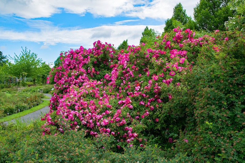 strauchrosen schneiden rosen pinzieren wann im herbst rosen schneiden großer rosenstrauch im park