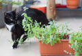 Pflanzen gegen Katzen – einfache Mittel, um die frechen Vierbeiner effektiv zu vertreiben